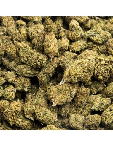 Super Skunk Indoor 10g Fleur CBD Kumo | Qualité Premium